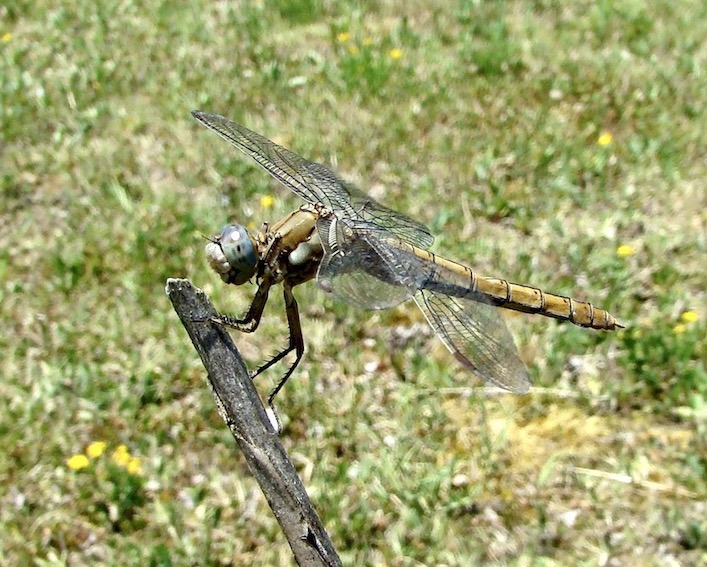 southern skimmer